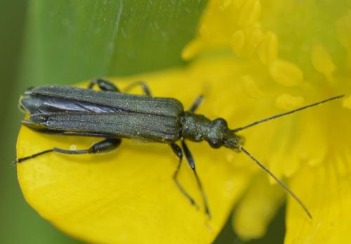 Réf. 221 664 : Oedemera sp.